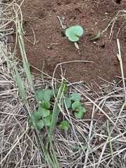 Dichondra carolinensis
