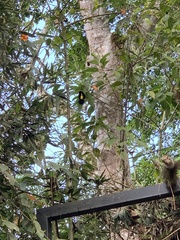 Ramphocelus flammigerus icteronotus