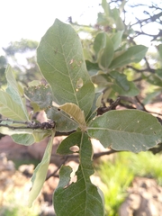 Brachylaena rotundata
