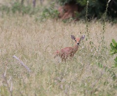 Raphicerus campestris campestris