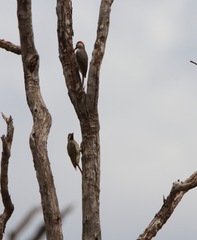 Campethera bennettii