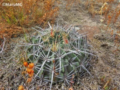 Ferocactus macrodiscus septentrionalis