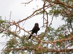 Lanius melanoleucus