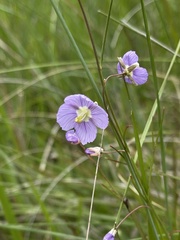 Heliophila rigidiuscula