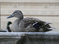 Anas platyrhynchos platyrhynchos