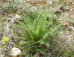 Reseda suffruticosa