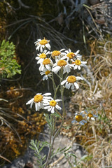 Tanacetum corymbosum