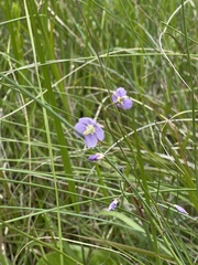 Heliophila rigidiuscula
