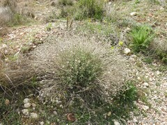 Centaurea hyssopifolia