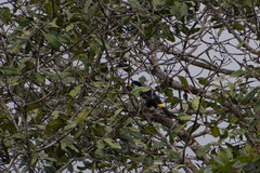 Ramphastos tucanus
