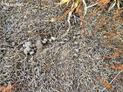 Lagomorpha