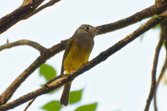 Culicicapa ceylonensis