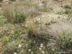 Gypsophila struthium