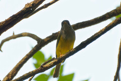 Culicicapa ceylonensis