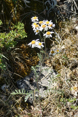 Tanacetum corymbosum