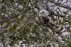 Ramphastos tucanus