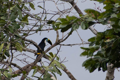 Ramphastos tucanus