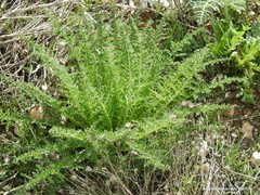 Reseda suffruticosa