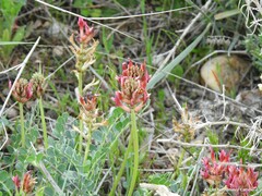 Astragalus incanus