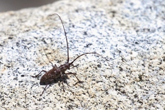 Monochamus obtusus