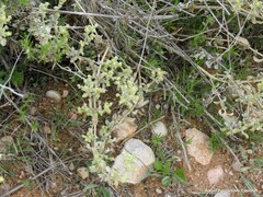 Mercurialis tomentosa