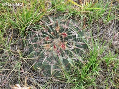 Ferocactus macrodiscus septentrionalis