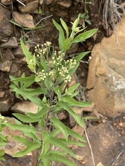 Nidorella ivifolia
