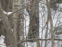 Dendrocopos leucotos