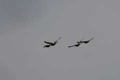 Brotogeris cyanoptera