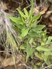 Nidorella ivifolia