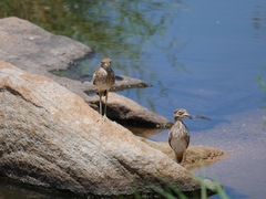 Burhinus vermiculatus