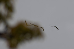 Brotogeris cyanoptera