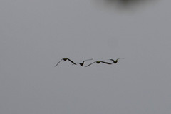 Brotogeris cyanoptera