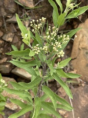 Nidorella ivifolia