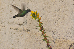 Cynanthus latirostris