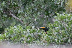 Pteroglossus pluricinctus