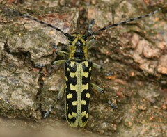 Saperda scalaris