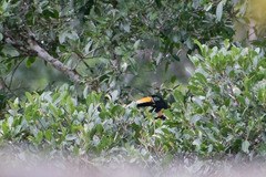 Pteroglossus pluricinctus