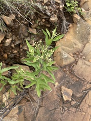 Nidorella ivifolia
