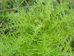 Reseda suffruticosa
