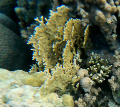 Millepora dichotoma