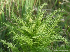 Reseda suffruticosa