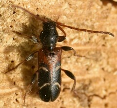 Phymatodes alni
