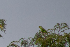 Brotogeris cyanoptera