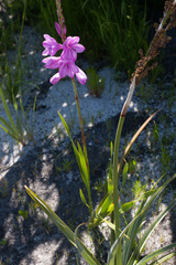 Watsonia