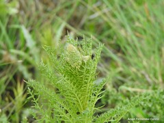 Reseda suffruticosa