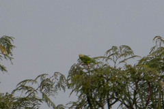 Brotogeris cyanoptera