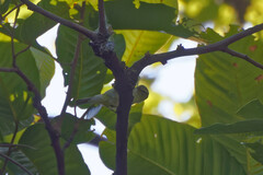 Phylloscopus