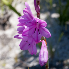 Watsonia