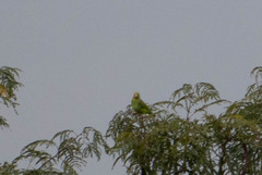 Brotogeris cyanoptera